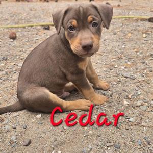 A brown puppy with floppy ears sitting on a gravel surface. The name "Cedar" is written in red text at the bottom of the image.
