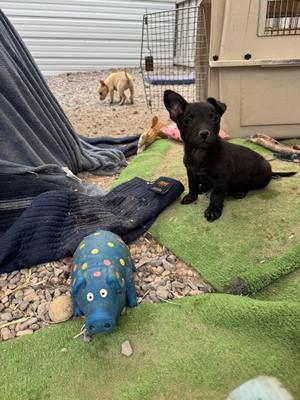 Marshmallow, Brittany Spaniel / Dachshund, puppy, available for adoption
