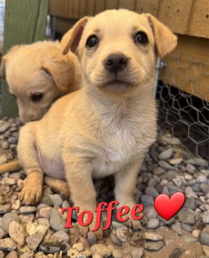 Toffee, Brittany Spaniel / Dachshund, puppy, available for adoption