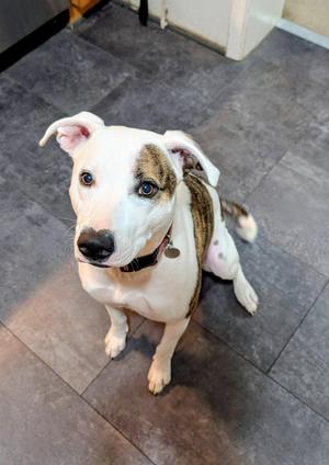 a white and brown dog sitting on a tiled floor