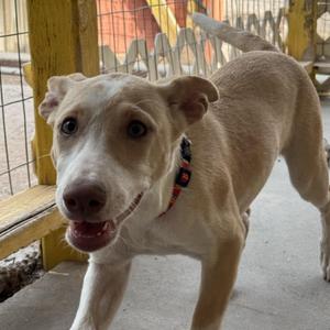 Marie, Labrador Retriever / German Shepherd Dog, puppy, available for adoption