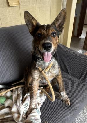 Chip, Australian Shepherd, puppy, available for adoption