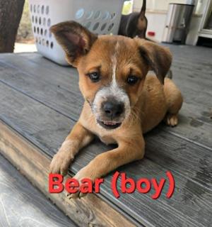 Kai, Bear, Ouisie, Bruno, Chip, Buddy, Australian Shepherd, puppy, available for adoption