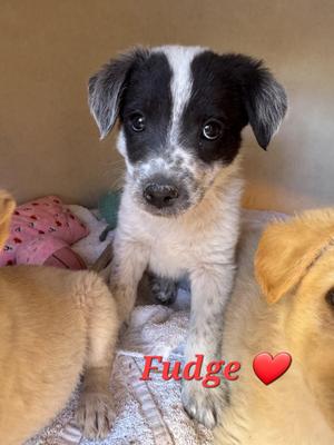 Fudge, Brittany Spaniel / Dachshund, puppy, available for adoption