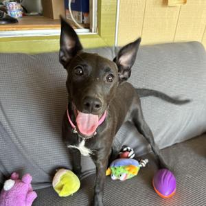 Janet, Labrador Retriever / German Shepherd Dog, puppy, available for adoption