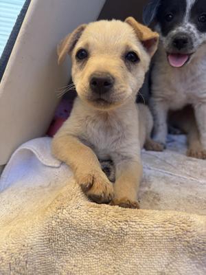 Two puppies resting on a towel; one is a light tan puppy in the foreground looking at the camera, and the other is a black and white puppy slightly behind it.