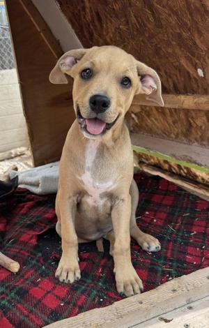 Guppy, Pit Bull Terrier, young, available for adoption