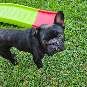 Hugo, Bulldog, French, adult, available for adoption