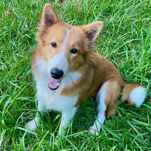 Olive, Collie, adult, available for adoption