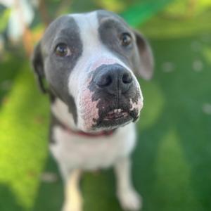 Bluto, Bulldog, American, senior, available for adoption