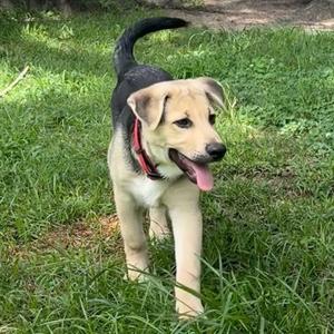 Scotty, Shepherd, German, puppy, available for adoption
