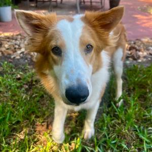Junie, Collie, adult, available for adoption