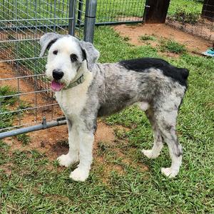 Mickey, Sheep Dog, adult, available for adoption