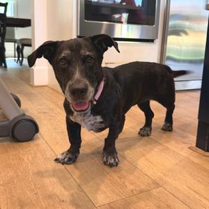 Sophie, Hound, Basset, adult, available for adoption