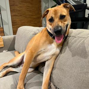 Jarvis, Shepherd, adult, available for adoption