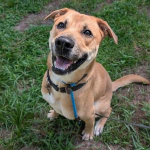 Jarvis, Shepherd, adult, available for adoption
