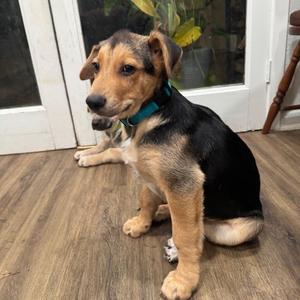 Reese, Shepherd, German, puppy, available for adoption