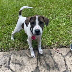 Ruthie, Terrier, Jack Russell, puppy, available for adoption