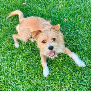 Milo, Terrier, adult, available for adoption