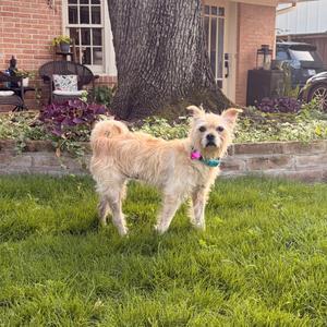 Izzy, Terrier, adult, available for adoption