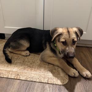 Tommy, Shepherd, German, puppy, available for adoption