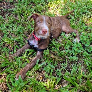 Matilda, Terrier, adult, available for adoption