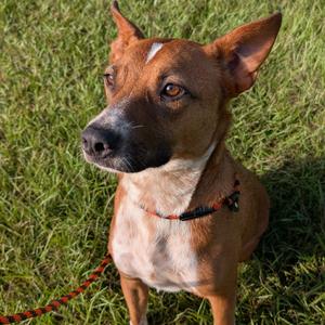 Roy, Hound, adult, available for adoption