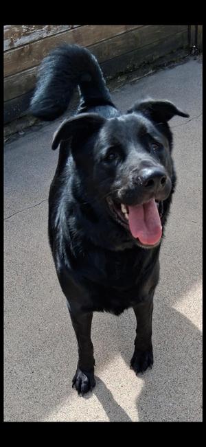 Boss, Black Labrador Retriever, adult, available for adoption