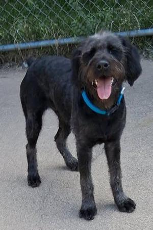Alfalfa, Giant Schnauzer / Labradoodle, adult, available for adoption