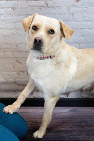 Phooey, Yellow Labrador Retriever, adult, available for adoption