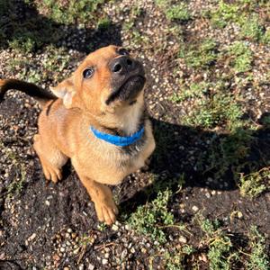 SpongeBob, Shepherd, available for adoption