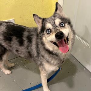 Bunni, Pomeranian, adult, available for adoption
