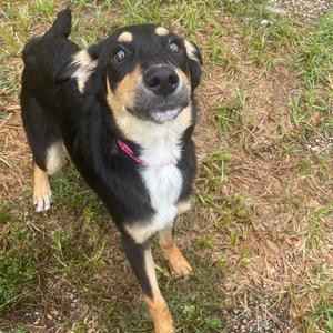 Indigo, Hound, Ibizan, available for adoption