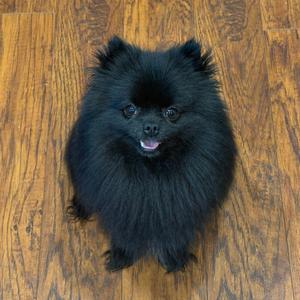 A black Pomeranian dog sitting on a wooden floor, looking up with its mouth slightly open.