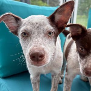 Pop, American Blue Heeler, available for adoption