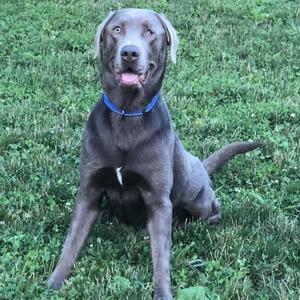 Bandit, Retriever, Labrador, senior, available for adoption