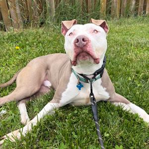 Atlas, Terrier, young, available for adoption