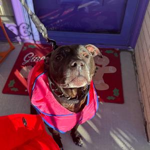 Laya, Mixed Breed (Medium), senior, available for adoption