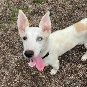 Ignacio, Hound, Ibizan, available for adoption