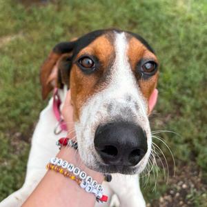 Dixie, Beagle, available for adoption