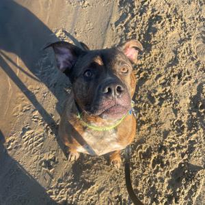 Odin, Black Mouth Cur, senior, available for adoption