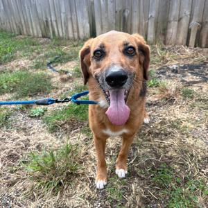 A brown dog with floppy ears and a pink tongue sticking out, standing on grass with a blue leash attached to its collar.