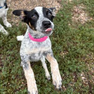 Reese, American Blue Heeler, available for adoption