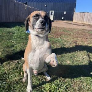 Teddy, Terrier, adult, available for adoption