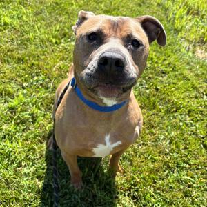 Zeus, Bulldog, American, adult, available for adoption