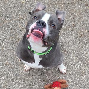 a dog with its tongue out