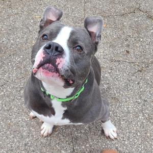 a close up of a dog