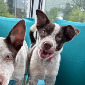 Gigi, American Blue Heeler, available for adoption
