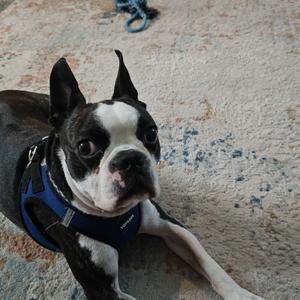 Meatball, Terrier, Boston, adult, available for adoption