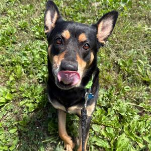 Santana, Shepherd, German, senior, available for adoption